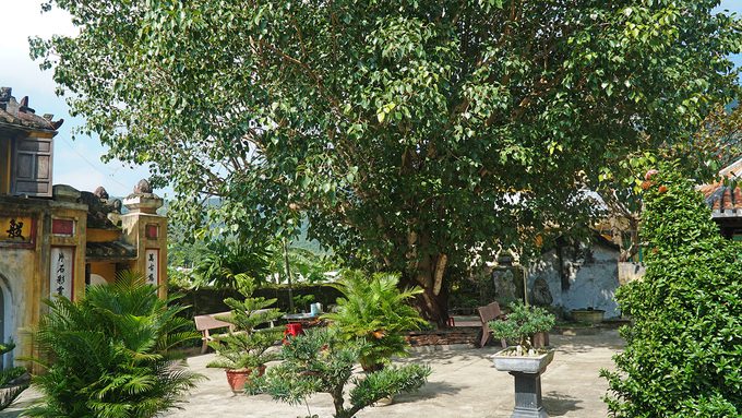 Khuôn viên chùa không quá rộng nhưng được phủ xanh bởi cây cối um tùm.