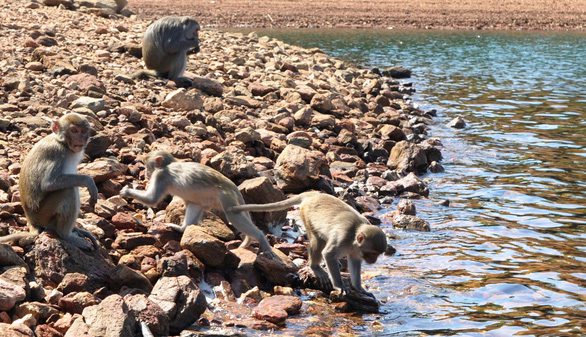 Đàn khỉ ra bờ hồ uống nước - Ảnh: LÊ TRUNG