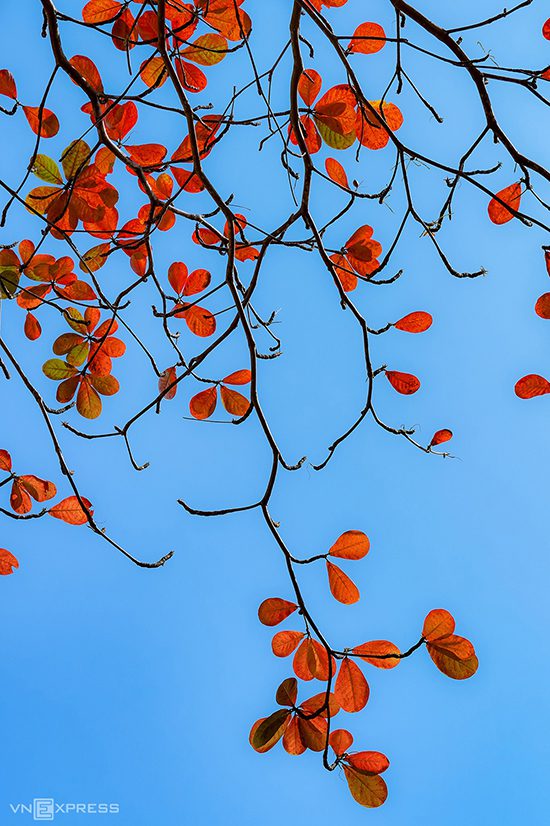 Tán cây bàng rợp sắc đỏ nổi bật trên nền trời.
