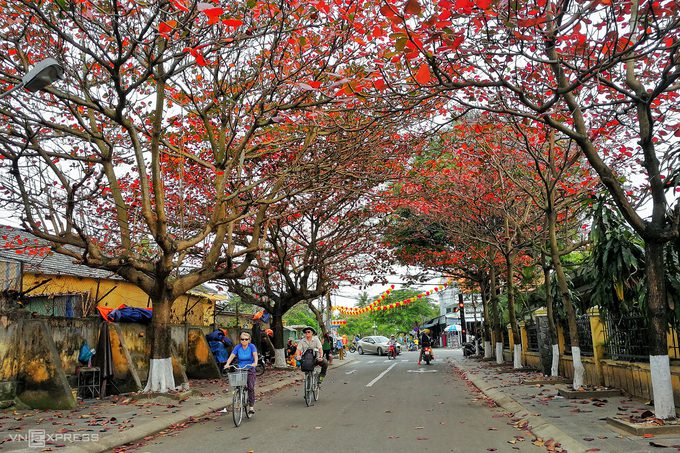 Hai du khách nước ngoài đạp xe khám phá phố cổ trên đường Phạm Hồng Thái. Tại Hội An, những con đường trồng nhiều cây bàng là Nguyễn Thị Minh Khai, Nguyễn Thái Học, Phạm Hồng Thái hay Thái Phiên.