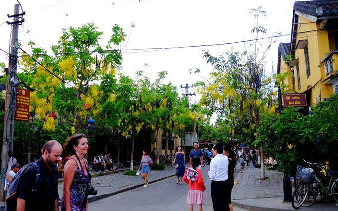 Xuống chuyến xe buýt chở khách từ Đà Nẵng tới Hội An, đi bộ len lỏi qua những con ngõ lớn nhỏ ở phố cổ bạn sẽ không thể rời mắt bởi những hàng cây muồng hoàng yến.