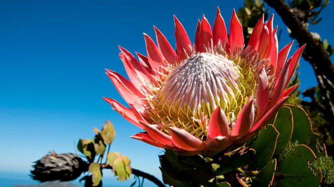 Mũi Hảo Vọng, Nam Phi Mũi Hảo Vọng là di sản thế giới có tới hơn một triệu ha đất được bảo vệ. Tuy nhiên, sự đa dạng của thực vật nơi đây, trong đó có quốc hoa Nam Phi là King Protea, cũng đang chịu áp lực lớn của hiện tượng khí hậu khô và nhiệt độ tăng.