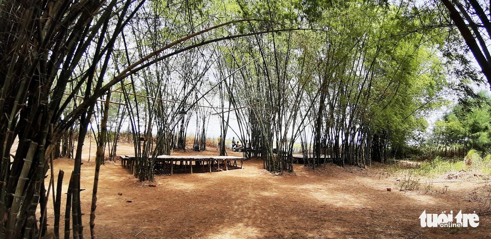 Tre đan chằn chịt tạo bóng mát bên bờ sông Thu Bồn ở một khu nghỉ dưỡng tại Triêm Tây - Ảnh: LÊ TRUNG