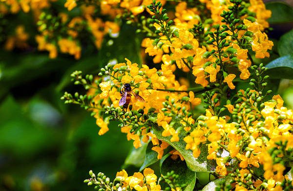 Hoa nở thu hút nhiều côn trùng đến lấy mật, phấn hoa. Mùa sưa nở, những tuyến phố như thay áo mới với màu vàng đặc trưng. Màu sắc này lưu lại được khoảng 2 tuần rồi lụi tàn.