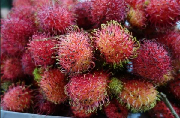 Tại Việt Nam có rất nhiều trái cây tươi ngon ít người biết đến