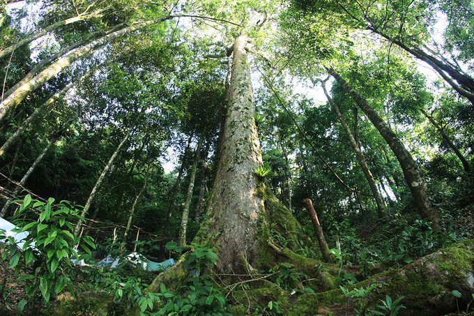 Núi Ngọc Linh là rừng đặc dụng, nhiều cây cổ thụ. Trên đường đi hầu hết có bóng cây che nắng.
